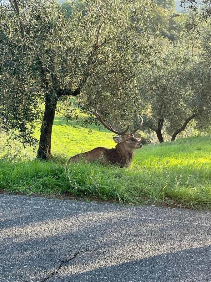 Villetta Mi Il Fabbro Exterior foto